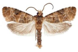 European Grapevine Moth