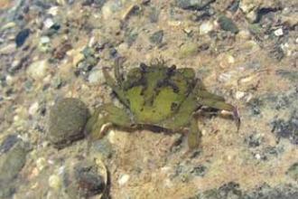 European green crab