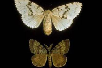 European Gypsy Moth