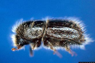 European spruce bark beetle