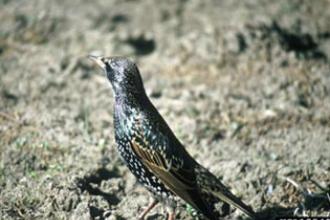 European Starling