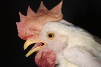 Virulent Newcastle Disease
