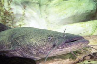 Flathead catfish