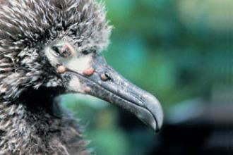 Avian pox - DOI, USGS
