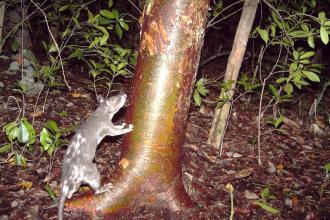 Gambian Rat