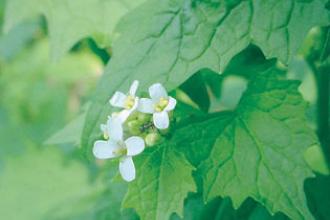 Garlic Mustard