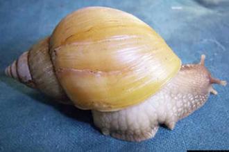 Giant African Snail