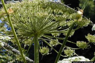 Giant hogweed