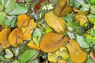 Giant salvinia