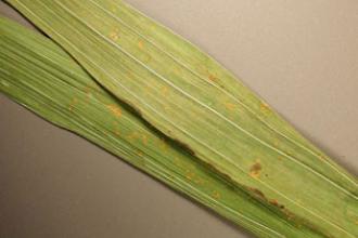 Gladiolus rust - Invasive.org