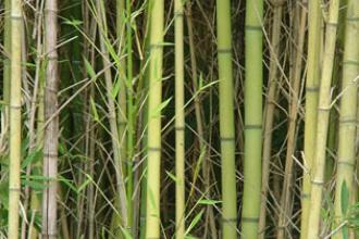 Golden bamboo - Invasive.org