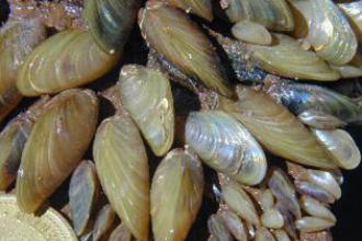 Golden mussel