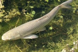 Grass carp