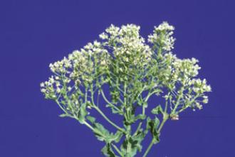 Whitetop (hoary cress)