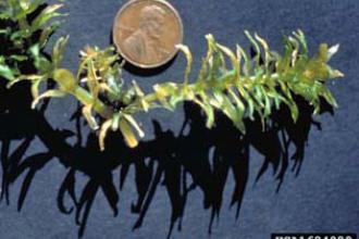 Hydrilla