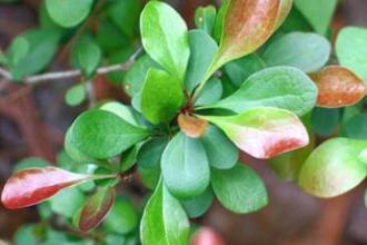 Japanese barberry - Invasive.org