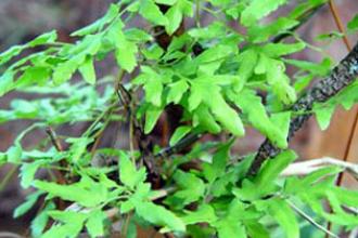 Japanese climbing fern