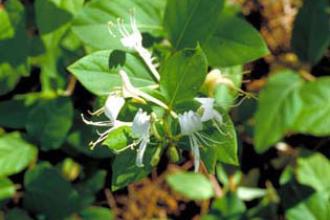 Japanese honeysuckle