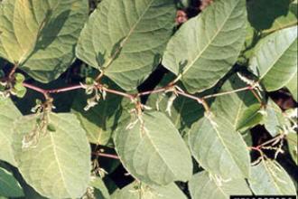 Japanese knotweed