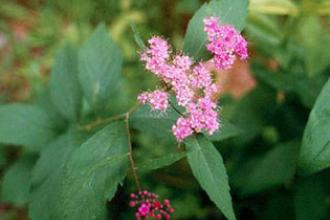 Japanese spiraea