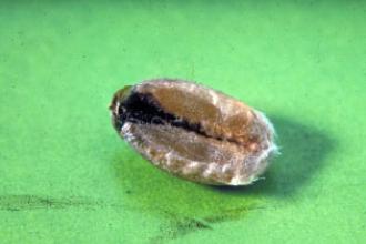 Karnal Bunt symptoms - Invasive.org