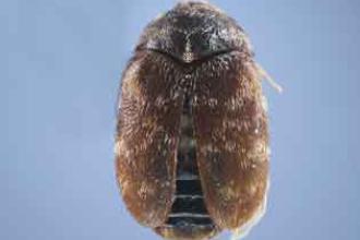 Khapra Beetle