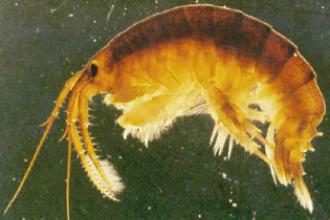 Killer shrimp