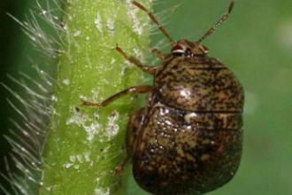 Kudzu bug