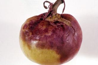Late blight symptoms on Tomato - Invasive.org