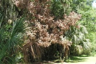 Laurel wilt damage - Invasive.org