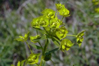 Leafy spurge