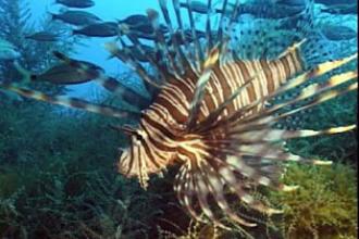 Lionfish