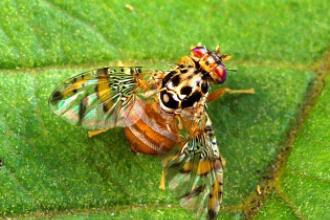 Mediterranean fruit fly