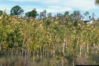 Melaleuca