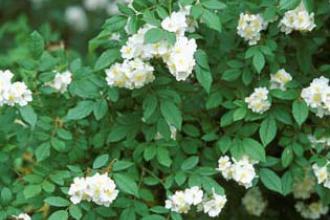 Multiflora rose