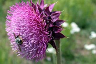 Musk thistle