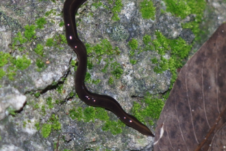 New guinea flatworm