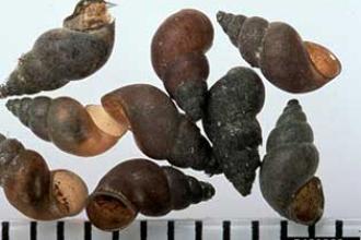 New Zealand mud snails