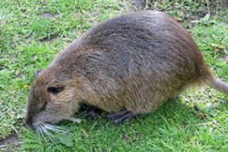 Nutria