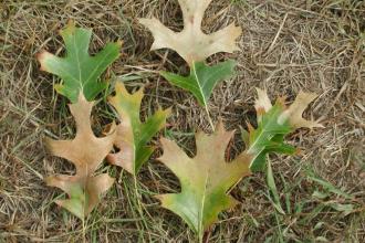 Oak Wilt