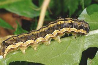 Old world bollwworm, cotton bollworm larva(e)