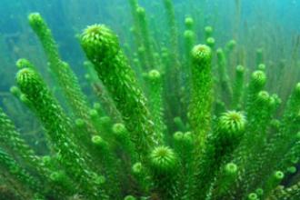 Oxygen weed