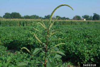 Palmer amaranth