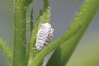 Pink Hibiscus Mealybug