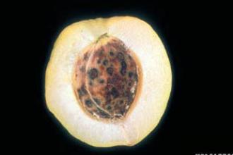 Plum pox - Invasive.org
