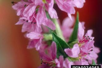 Purple loosestrife