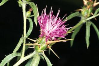 Purple star thistle