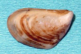 Quagga mussel