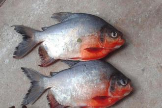 Red-bellied pacu