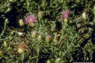 Russian knapweed